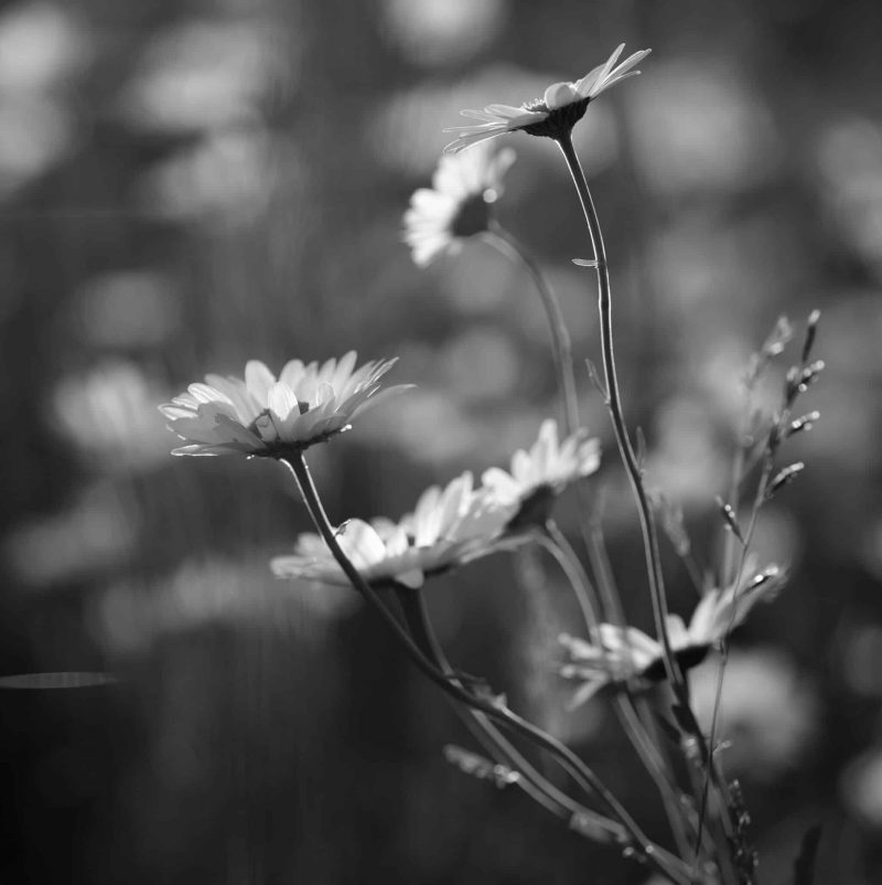 28062022-_jmb1567