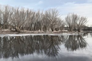 Boise-plumeux-Danielle-Robinson.jpg