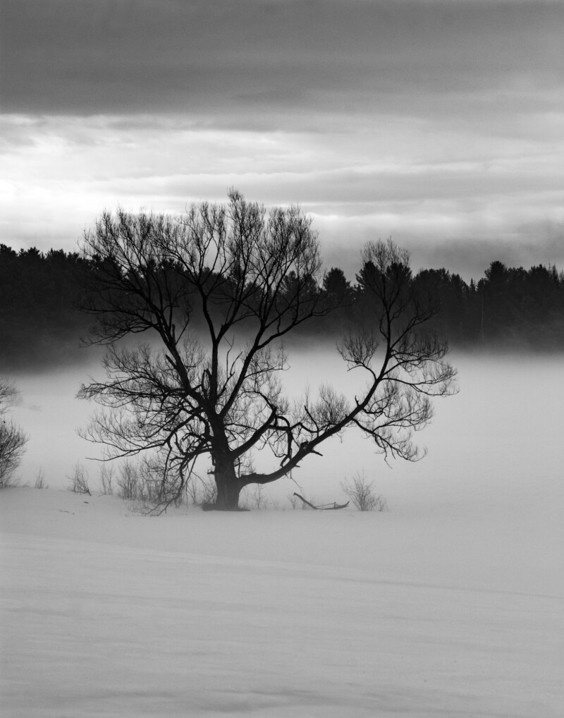 salix-brouillard